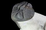 Walliserops Trilobite With Barrandeops - Foum Zguid, Morocco #87458-3